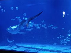 -烟台海昌鲸鲨海洋公园