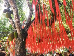 -西双版纳原始森林公园