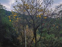 -火炉山森林公园