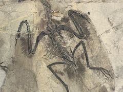 -辽宁古生物博物馆
