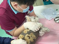 -北京观赏动物医院·24小时大型综合·猫专科·异宠专科