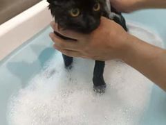 -PETKIT小佩宠物·低压洗护(国顺东路店)