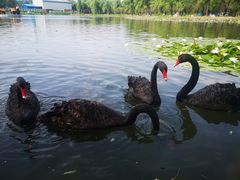 -长春市南湖公园