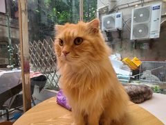 -猫咪派对(江南西店)