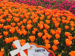 -荷兰花海