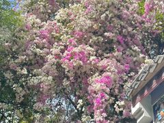 -深圳国际园林花卉博览园