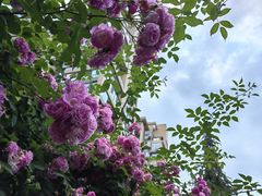 -木塔寺遗址生态公园