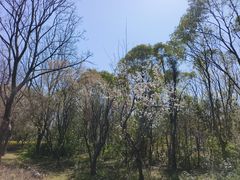 -昆山城市生态森林公园