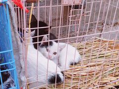 -桂林市花鸟市场