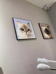 -洗脸猫·洗脸吧