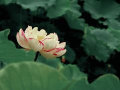 -陈家山荷花公园