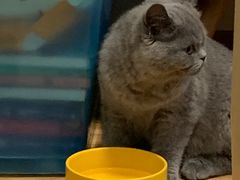 -猫大福·Fortune Cat猫舍(百子湾店)