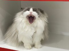 -喵的天空名猫咖啡馆·撸猫·猫舍·用品