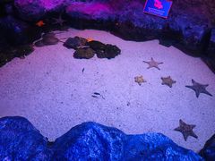 -暹罗海洋世界