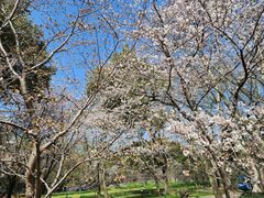 -上海共青森林公园