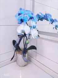 -白月光皮肤管理·德国LDM