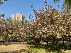 -莲花池公园