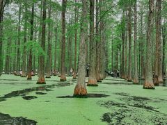 -渌洋湖湿地公园