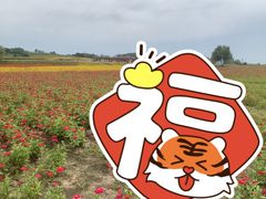 -莲花山花海