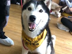 -Husky Go! 哈士奇体验馆·宠物咖啡厅狗咖