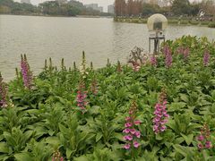 -顺峰山公园