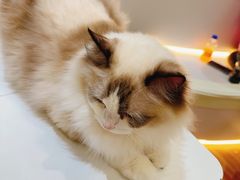 -COLOR PETS 撸猫馆·购猫·猫咖(长风大悦城店)