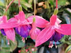 -双季花艺园艺市场(浦东店)
