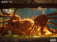 鱼缸里面的皇帝蟹-麒麟海鲜酒家(Richmond)