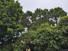 -清湖文化公园