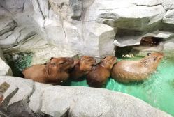 -Zoolung Zoolung动物主题公园(海信广场店)