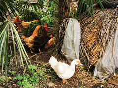 -清漾毛氏文化村