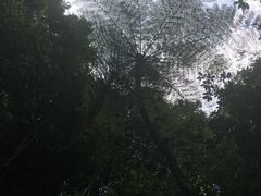 -热带雨林自然公园