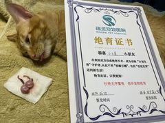 -瑞派旺宝宠物医院·犬猫全科综合·尿道专科(莲兴院)