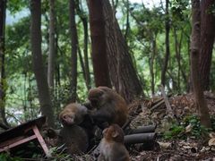 -黔灵山公园