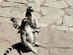 -鄂尔多斯野生动物园