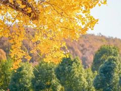 -千年银杏谷文化旅游区