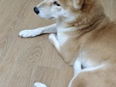 -是阿柴呀！柴犬咖啡·爱喵喵猫咖