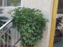 -宾朋海鲜特色美食餐厅·纯手工鲅鱼水饺(兴海路店)