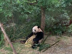 -成都大熊猫繁育研究基地