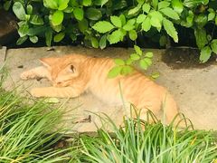 -吴淞炮台湾湿地森林公园烧烤区