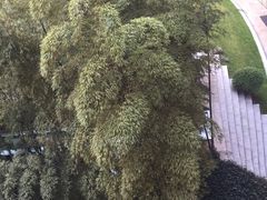 -上海衡山路十二号华邑酒店