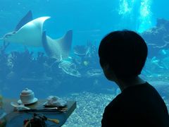 -海棠湾洲际-涛·海底餐厅·美人鱼·自助餐·海底隧道