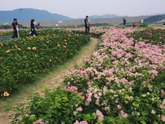 -光明小镇欢乐田园