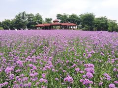 -厦门园林博览苑