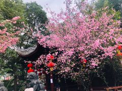 -棠湖公园