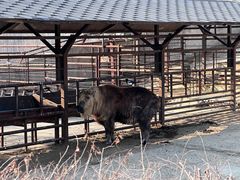 -沈阳森林动物园