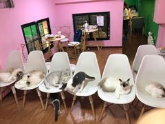 -李小姐の猫咖啡馆(五角场店)