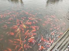 -二一九公园