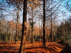 -上海海湾国家森林公园