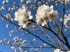 -石家庄市植物园